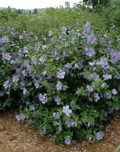 Hibiscus sirian Blue Chiffon