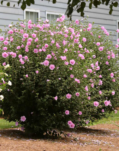Hibiscus sirian Aphrodite