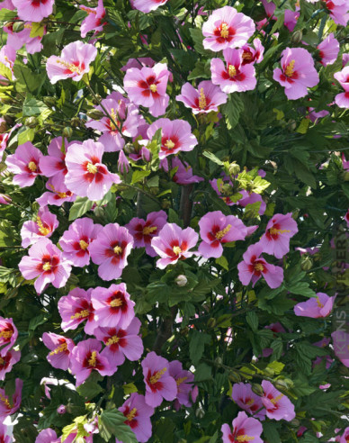 Hibiscus sirian Aphrodite