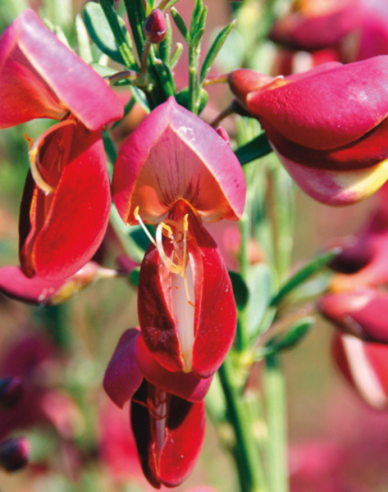Cytisus ´Johnson Crimson´