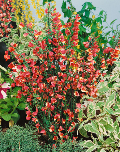 Cytisus ´Johnson Crimson´