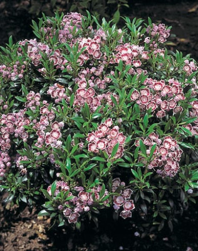 Garofiță broadleaf ´Minuet´