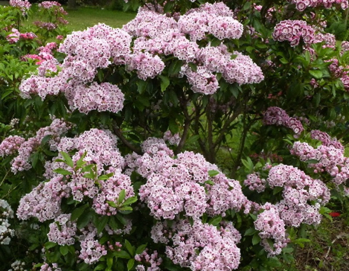 Garofiță broadleaf ´Ginkona´