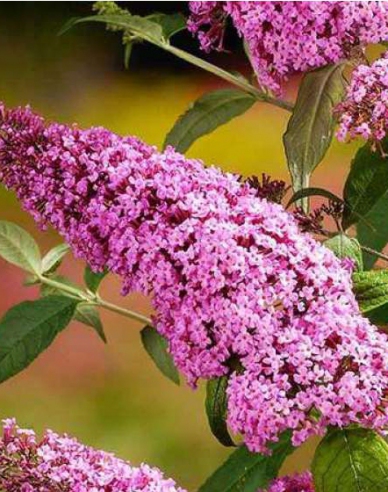 Buddleja davidii Pink Delight 2l