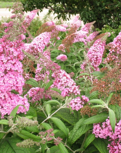 Buddleja davidii Pink Delight 2l