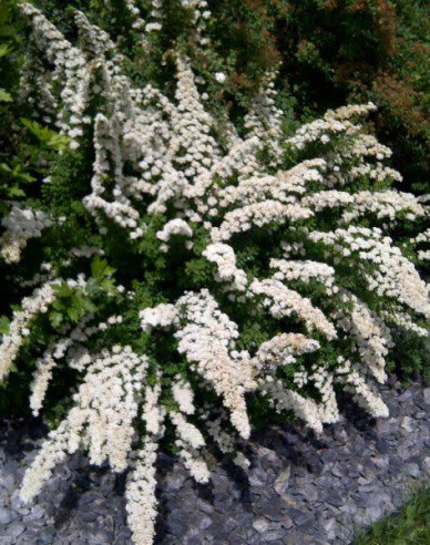 Spirea japonica ´Snowmound´