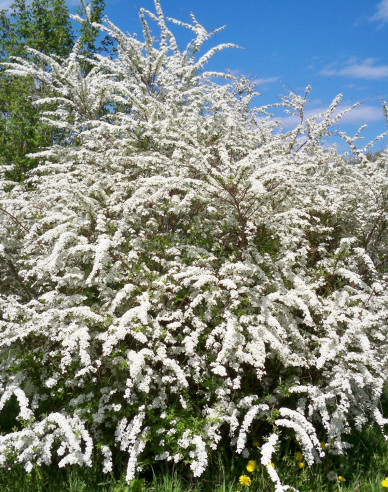 Spirea japonica ´Snowmound´