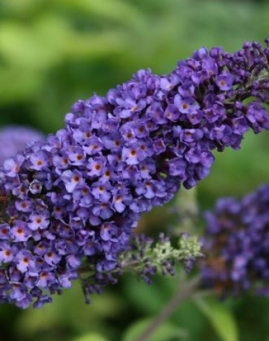 Buddleja davidii Empire Blue