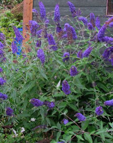 Buddleja davidii Empire Blue