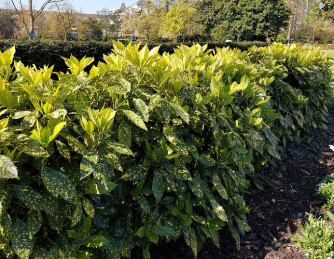 Aukuba japonica ´Crotonifolia´