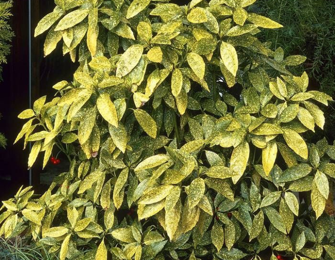 Aukuba japonica ´Crotonifolia´