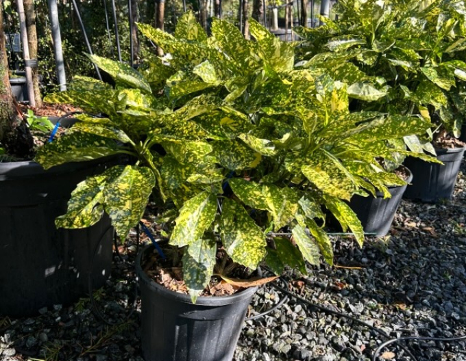 Aukuba japonica ´Crotonifolia´