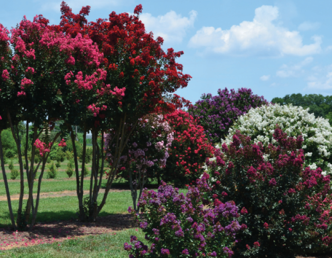 Lagertroemia Dynamite