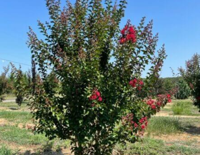 Lagertroemia Dynamite
