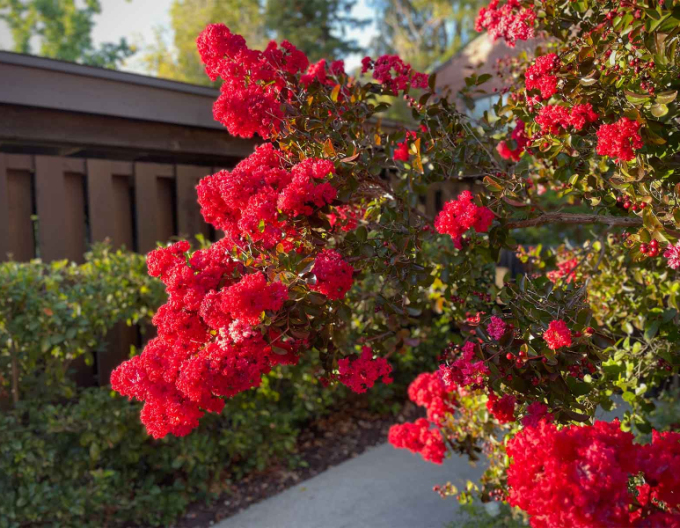 Lagertroemia Dynamite