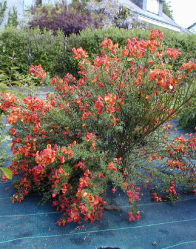 Cytisus ´Lena´