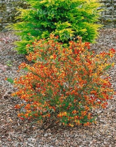 Cytisus ´Lena´