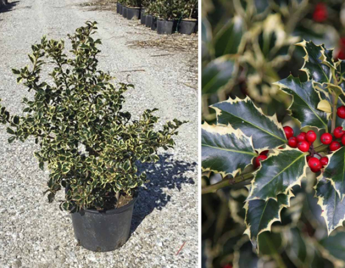 Ilex țepos ´Argentea Marginata´