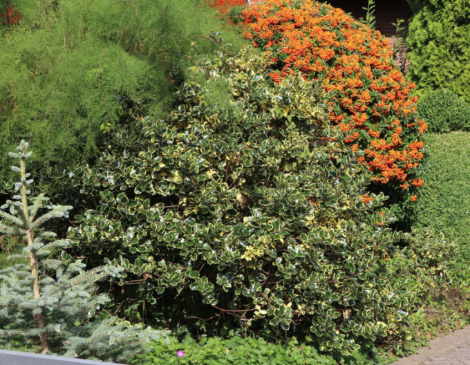Ilex țepos ´Argentea Marginata´