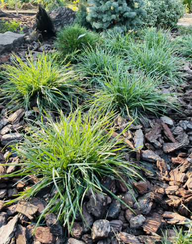 Sesleria 2l