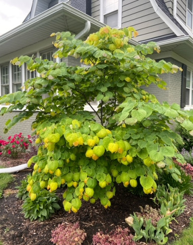 Arborele lui iuda Rising Sun 80cm