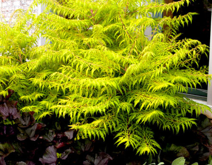 Sumac tulpinos"ochi de tigru" ( Rhus Typhina)