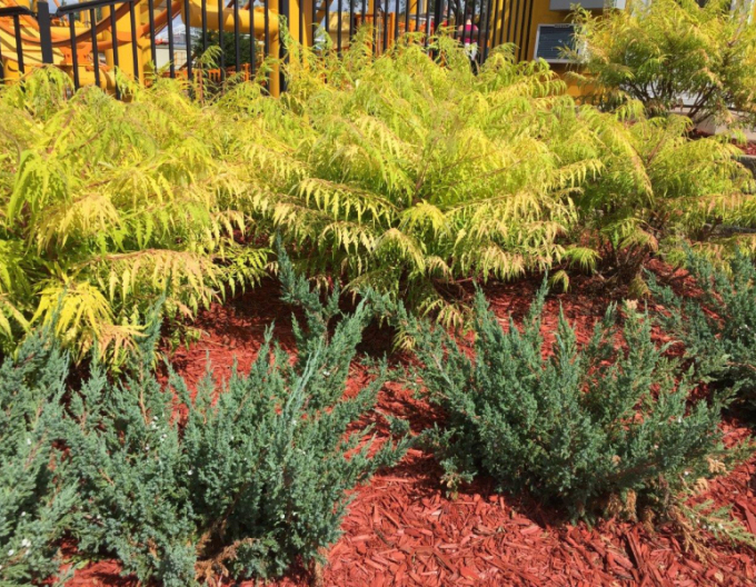 Sumac tulpinos"ochi de tigru" ( Rhus Typhina)