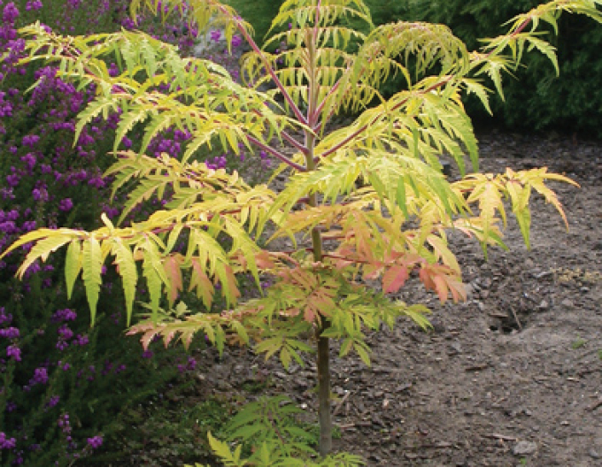 Sumac tulpinos"ochi de tigru" ( Rhus Typhina)