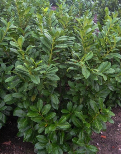 Prunus laurocerasus Novita 5L