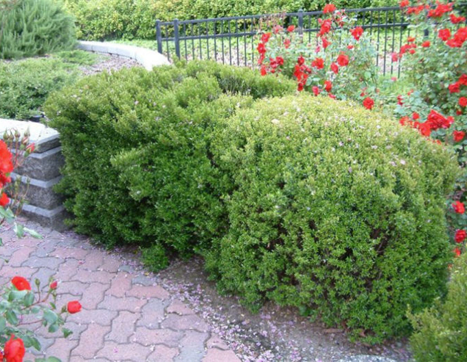 Myrtus communis