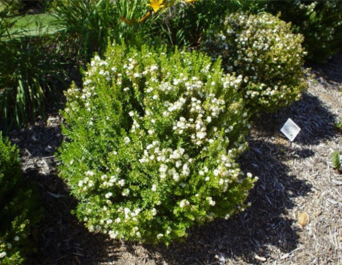 Myrtus communis