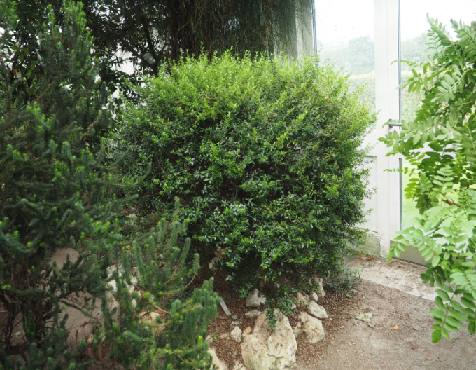 Myrtus communis