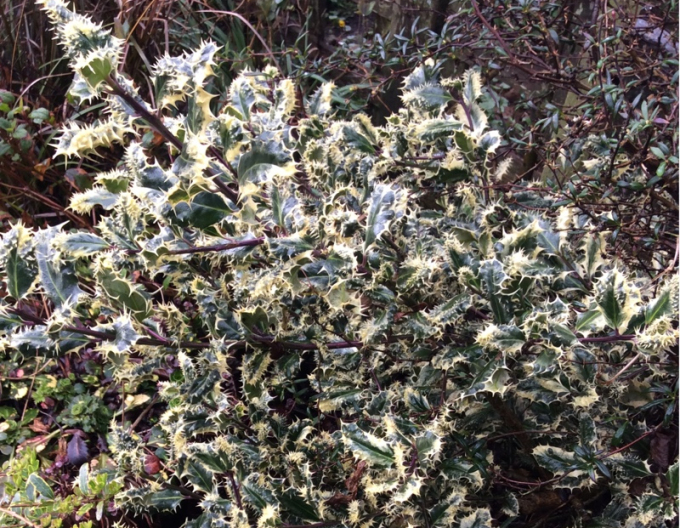Ilex Ferox Argentea