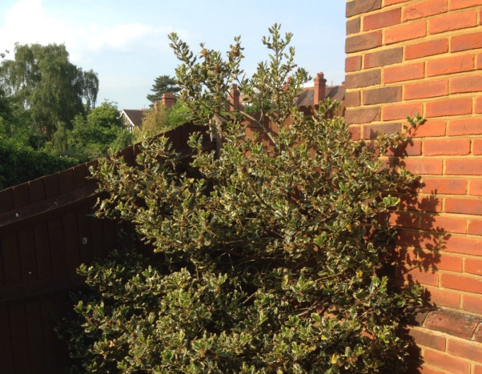 Ilex Ferox Argentea