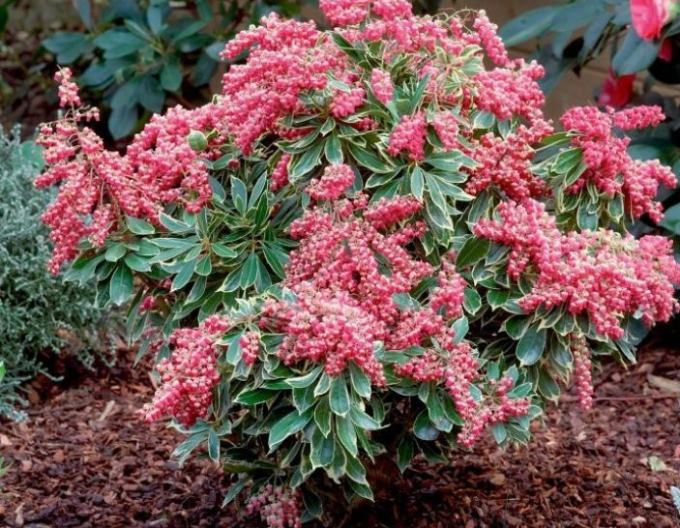 Pieris japonica ´Passion´