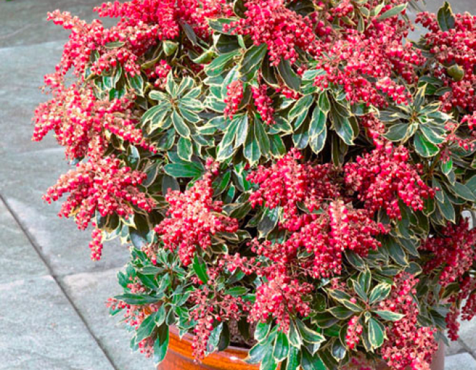 Pieris japonica ´Passion´