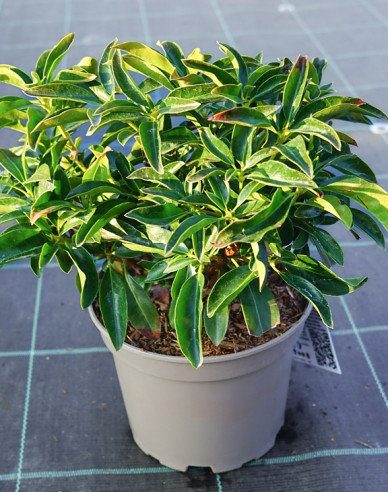 Kalmia broadleaf ´Nani´