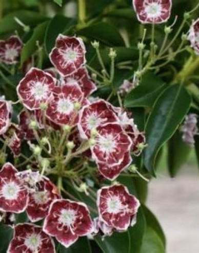 Kalmia broadleaf ´Nani´
