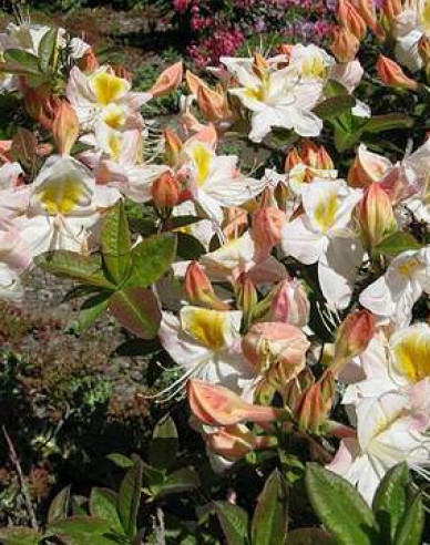 Azalea cu flori mari "Silver Slipper
