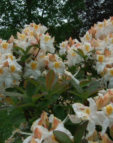 Azalea cu flori mari "Silver Slipper