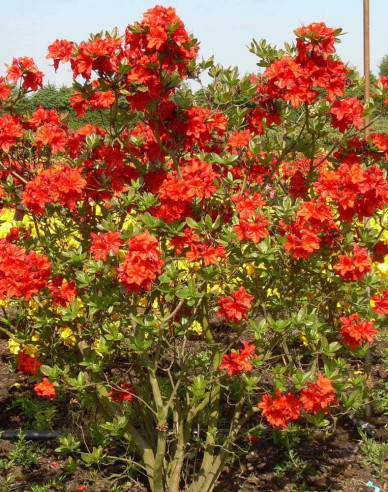 Azalea Feuerwerk