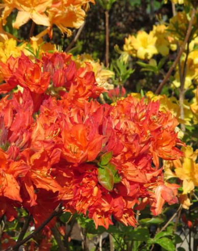 Azalea Feuerwerk