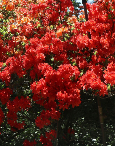 Azalea Feuerwerk