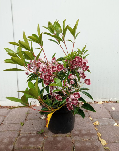 Kalmia broadleaf ´Mitternacht´