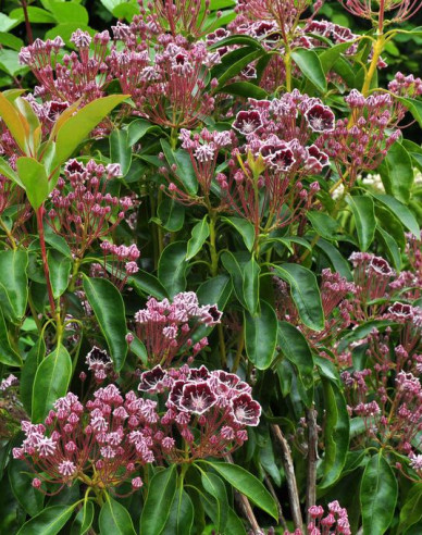 Kalmia broadleaf ´Mitternacht´