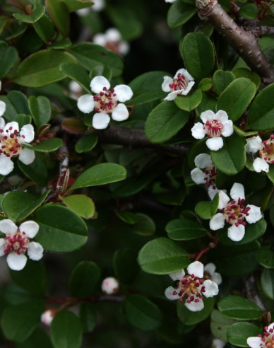 Cotoneaster Eichholz 9x9
