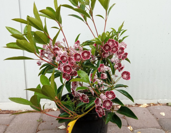 Kalmia cu frunze late ´Galaxy´