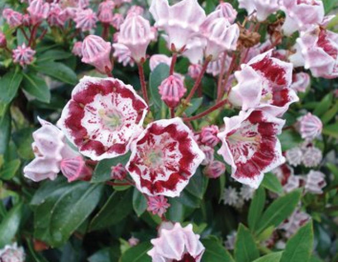 Kalmia cu frunze late ´Galaxy´
