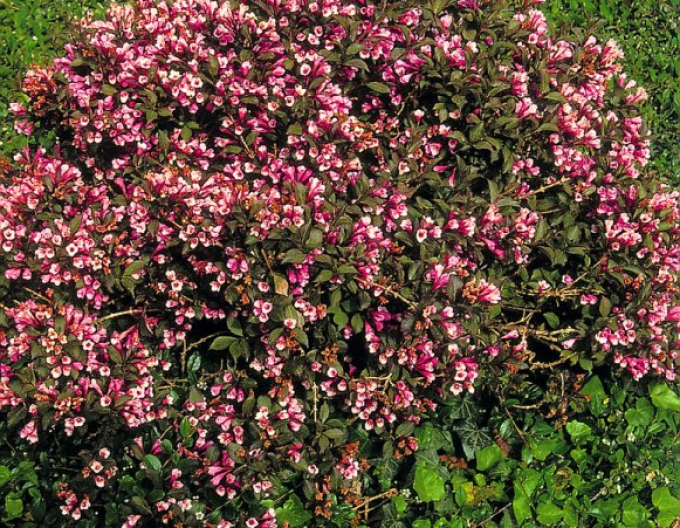 Vaigelia florida Nana Purpurea