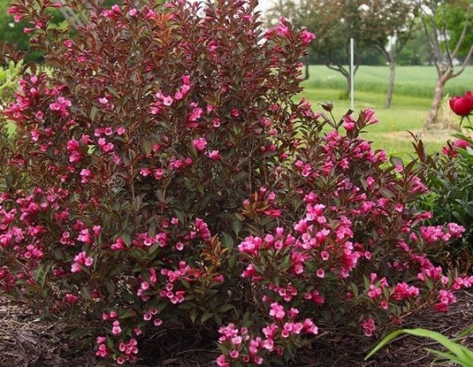 Vaigelia florida Nana Purpurea